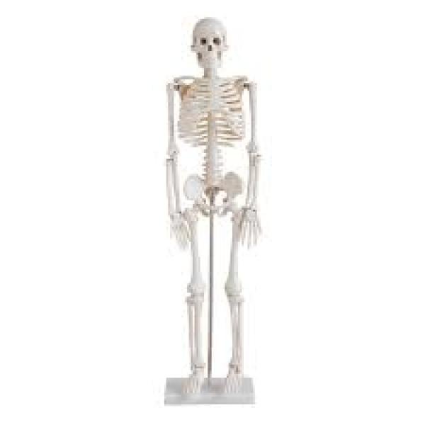 Esqueleto Humano 1,70cm com pedestal e rodas para estudos