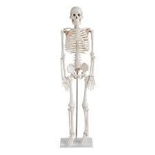 Esqueleto Humano 1,70cm com pedestal e rodas para estudos