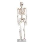Esqueleto Humano 1,70cm com pedestal e rodas para estudos
